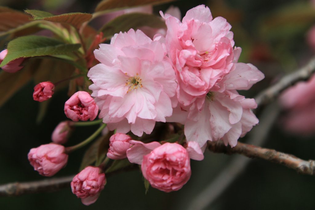 ４月中旬が見頃 遅れて開花する美しい桜３選 桜湯の匂いは関山桜 アトリエ朝風