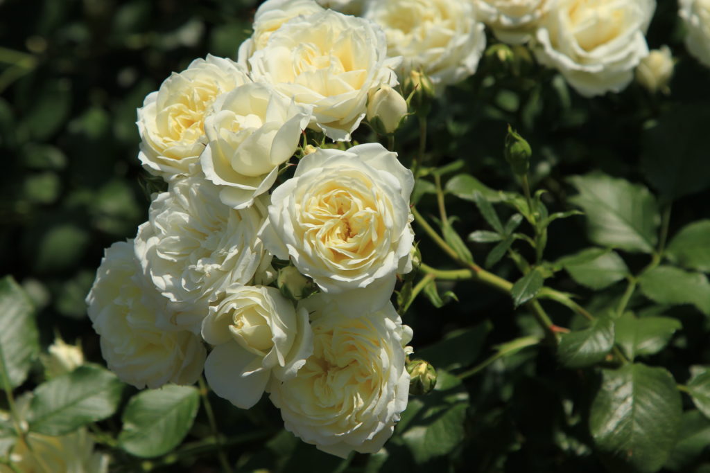 バラの香りはこんなにすごい ７つの分類と効果 効能 アトリエ朝風