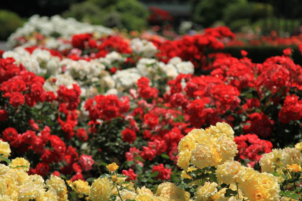 バラの香りはこんなにすごい ７つの分類と効果 効能 アトリエ朝風アトリエ朝風