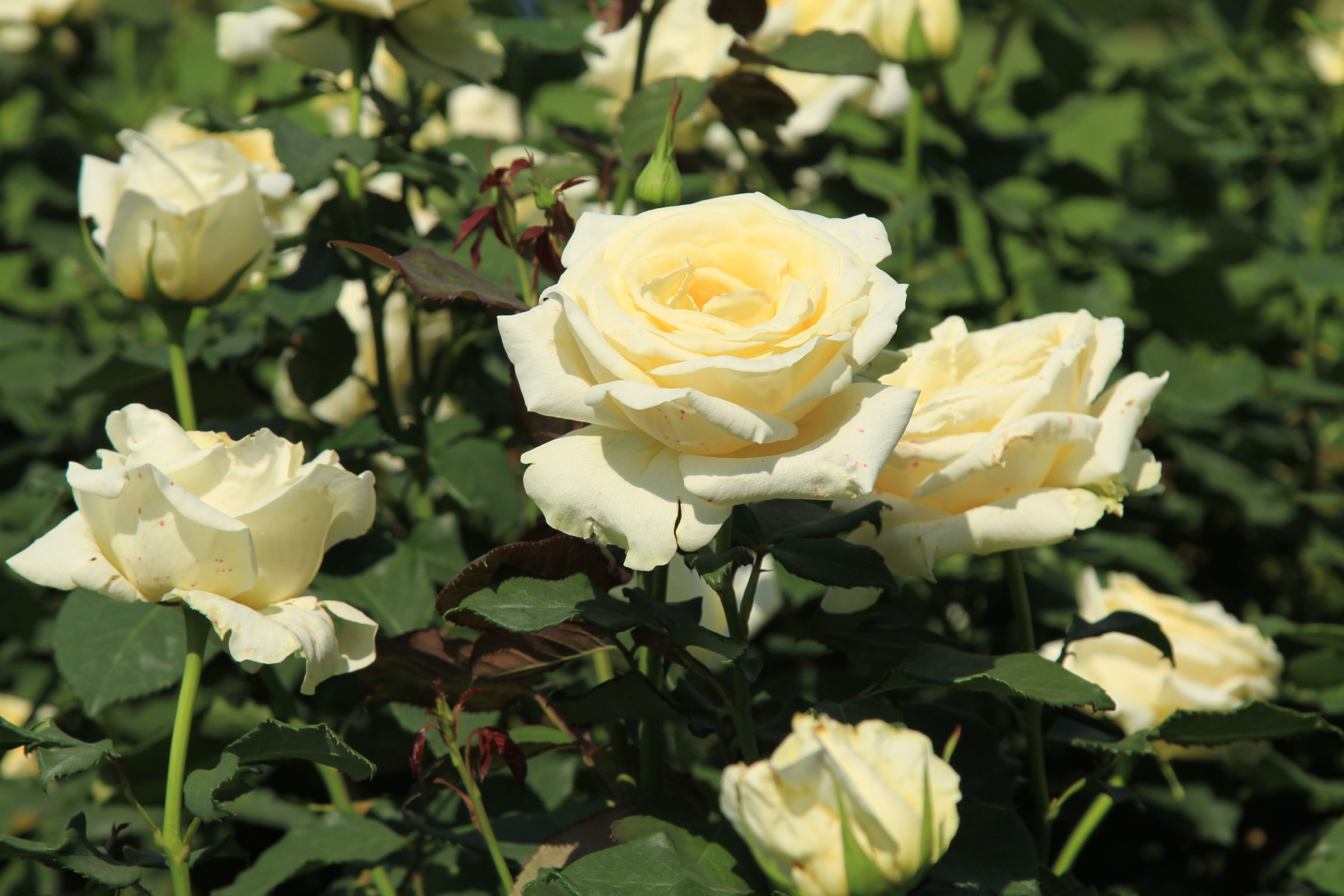 バラの香りはこんなにすごい ７つの分類と効果 効能 アトリエ朝風