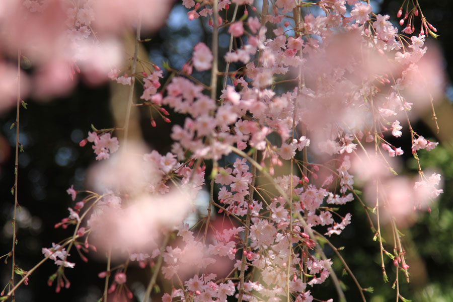 ４月中旬が見頃 遅れて開花する美しい桜３選 桜湯の匂いは関山桜 アトリエ朝風