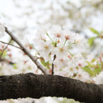 春の季節に楽しみたいミモザの香りは暖かな陽だまりのような雰囲気 アトリエ朝風